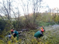 Neteges de les ribes del Ter