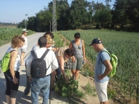 Taller de plantes medicinals