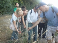 Taller de plantes medicinals